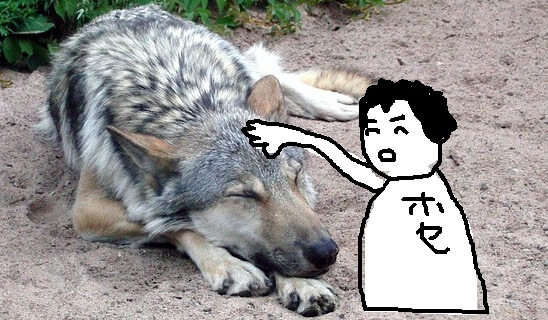 メキシコのアミーゴ 絶滅危惧種を違法でペットにする男 ホセ Viva Mexico メキシコ情報ブログ