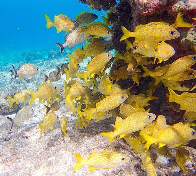 カリブ海の黄色いお魚たち
