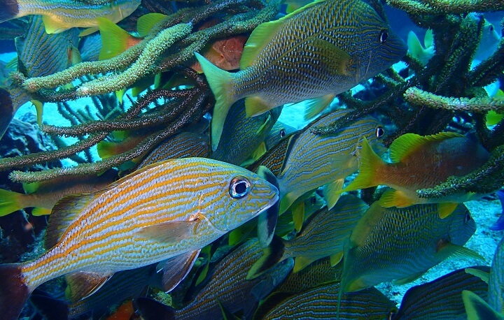 コスメルのダイビング(オレンジの縞魚)
