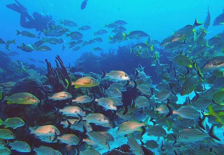 コスメル島の魚たち