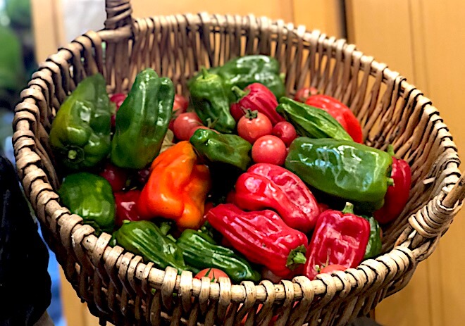 サルサの材料は夏野菜