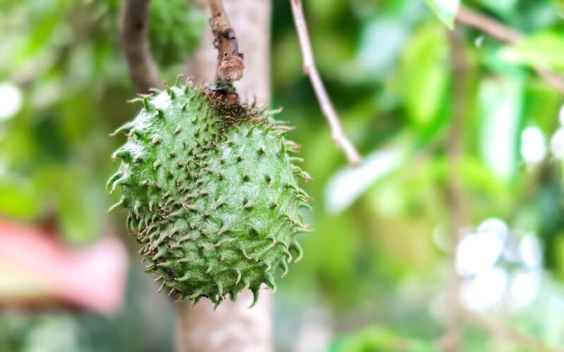guanabana グァナバナ SUMMER SALE】GUANABANA handmade(グアナバナハンドメイド